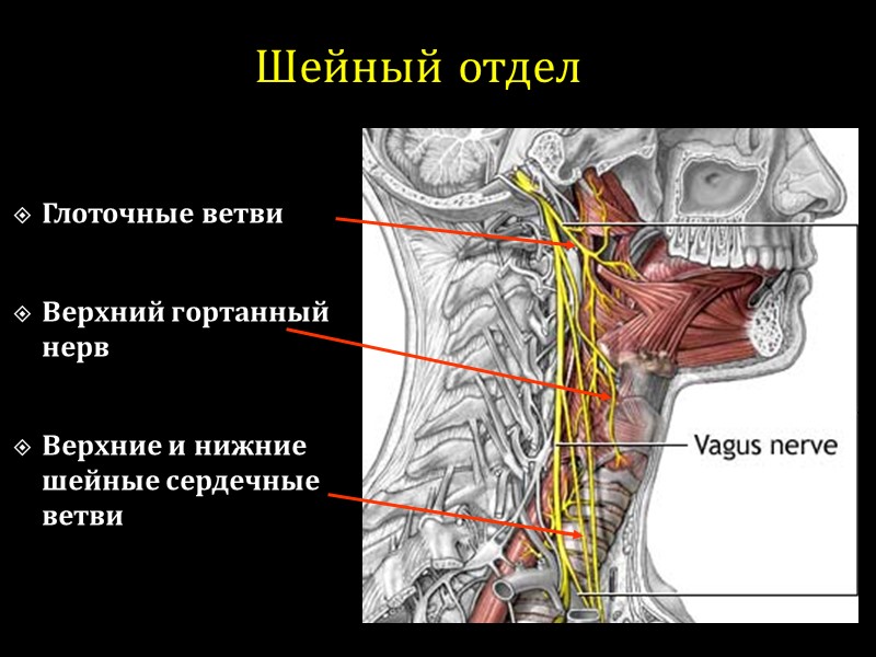 Шейный отдел Глоточные ветви   Верхний гортанный нерв   Верхние и нижние